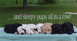 sleepypups.jpg